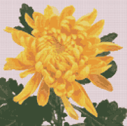 Схема вышивки "Желтая хризантема"