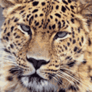 Схема вышивки "Леопард"