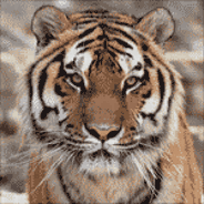 Схема вышивки "Тигр"